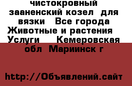 чистокровный зааненский козел  для вязки - Все города Животные и растения » Услуги   . Кемеровская обл.,Мариинск г.